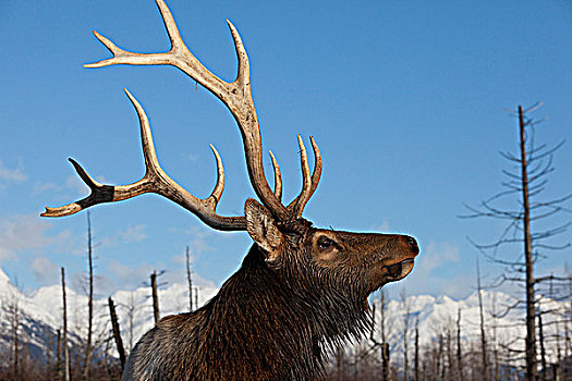 侧视图,落基山,公麋鹿,阿拉斯加野生动物保护中心,阿拉斯加,冬天,俘获