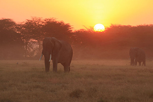 非洲夕阳照射下的大象