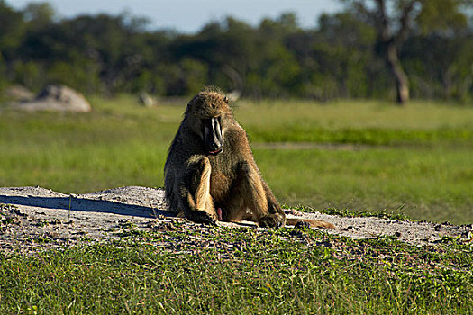南非大狒狒,豚尾狒狒,万基国家公园,津巴布韦,非洲