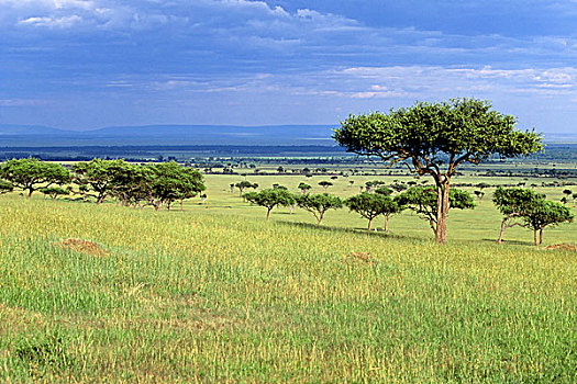 肯尼亚,马赛马拉,风景
