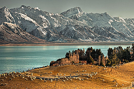 家羊,绵羊,成群,后面,普卡基湖,坎特伯雷,新西兰