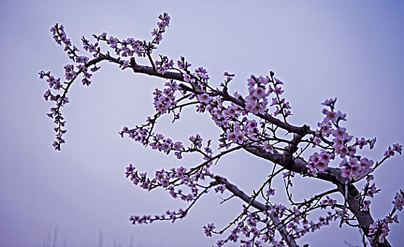 安徽砀山桃花盛开