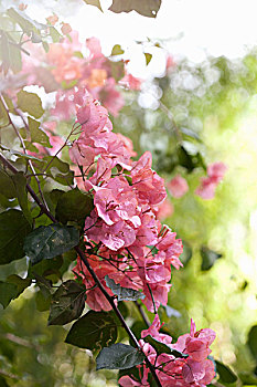 叶子花属,花,藤,刺,特写