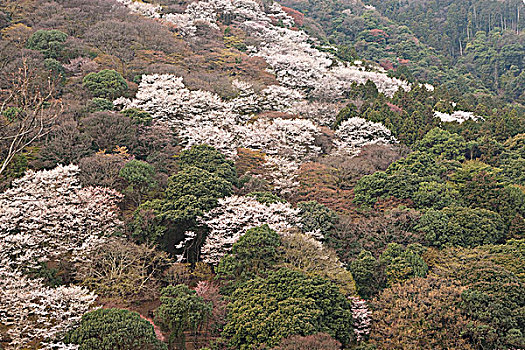 樱花,岚山,京都,日本