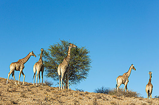南方,长颈鹿,进食,树,卡拉哈里沙漠,卡拉哈迪大羚羊国家公园,南非,非洲