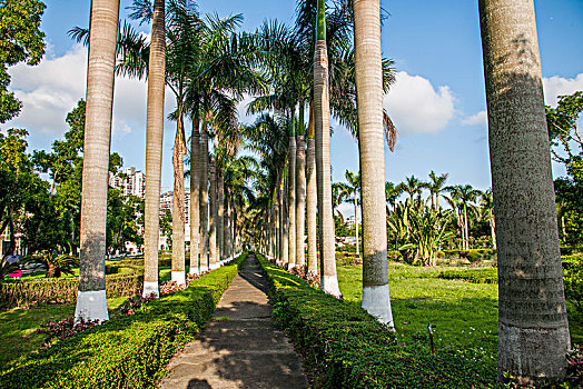 廣東珠海梅溪牌坊景區棕櫚樹林