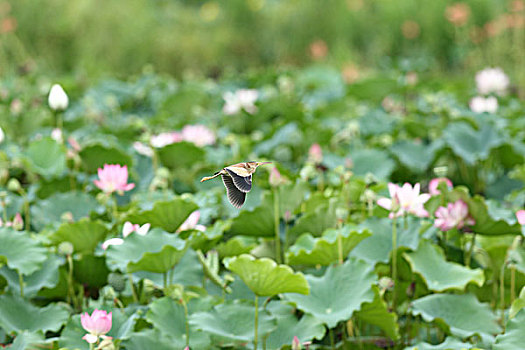 朦胧背景素材