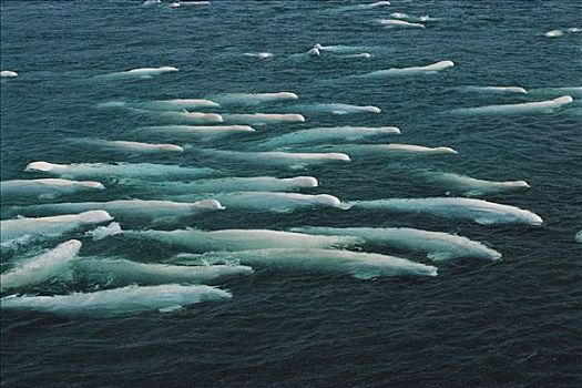 白鲸,群,游动,影子,加拿大西北地区,加拿大