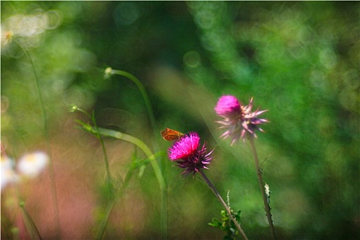 蝴蝶,飞廉属,花