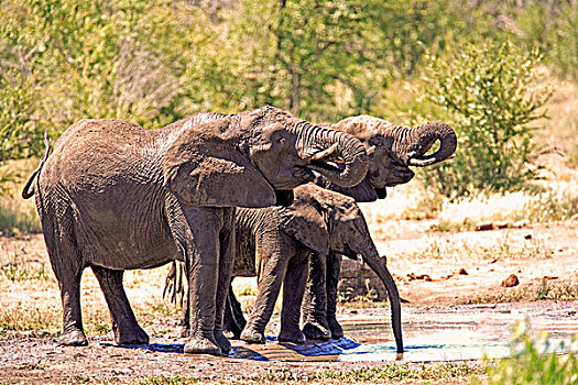 非洲象,牧群,喝,水潭,克鲁格国家公园,南非,非洲