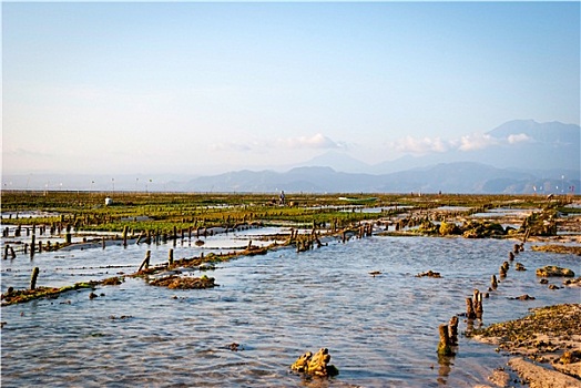 藻类,农田,印度尼西亚