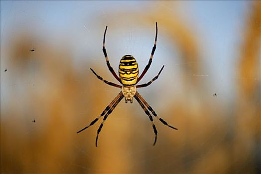 橫紋金蛛,蜘蛛网