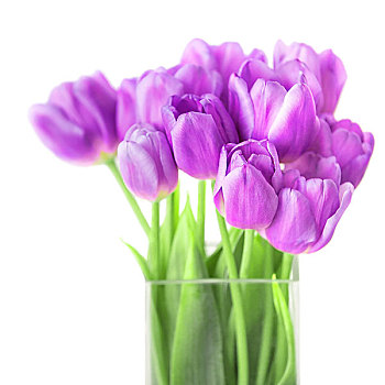 花束,清新,紫罗兰,郁金香,白色背景,背景