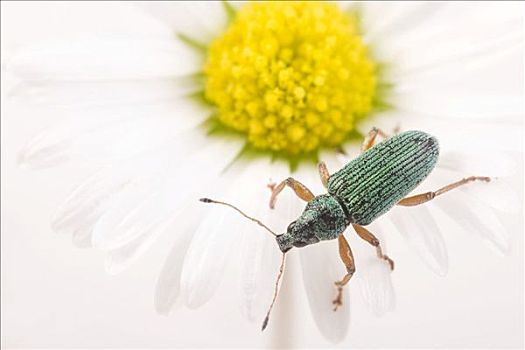 象鼻虫,雏菊