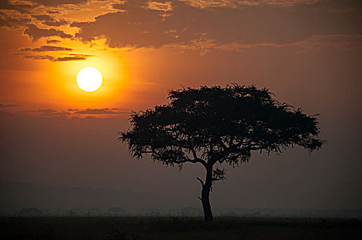 坦桑尼亚塞伦盖蒂草原日落和树