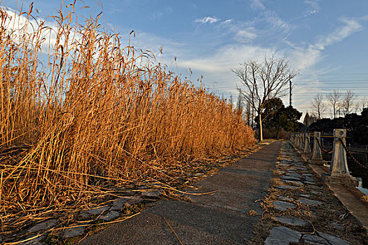 芦苇荡与小路