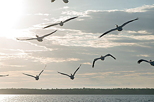 成群,海鸥,飞跃,湖,木头,安大略省,加拿大