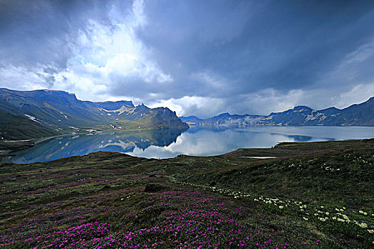 长白山高山杜鹃