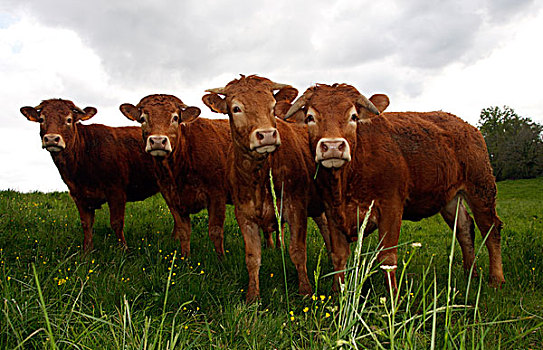 家牛,四个,豪华轿车,牛,草地,法国