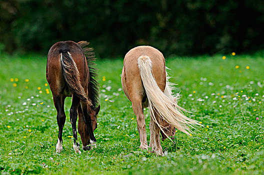 小马,擦伤,放牧,草地,巴伐利亚,德国