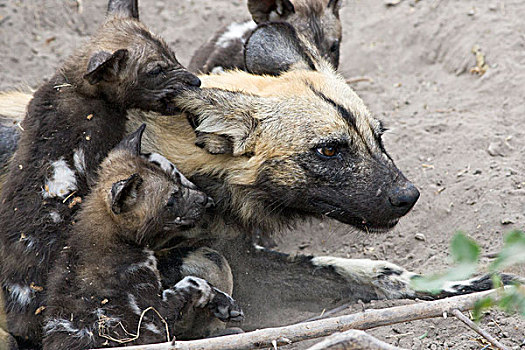 非洲野狗,非洲野犬属,星期,老,幼仔,攀登,母亲,咬,耳,北方,博茨瓦纳