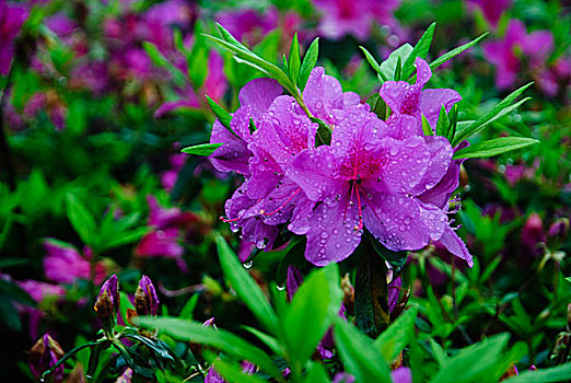 杜鹃花开