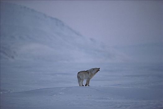 北极狼,狼,叫喊,艾利斯摩尔岛,加拿大