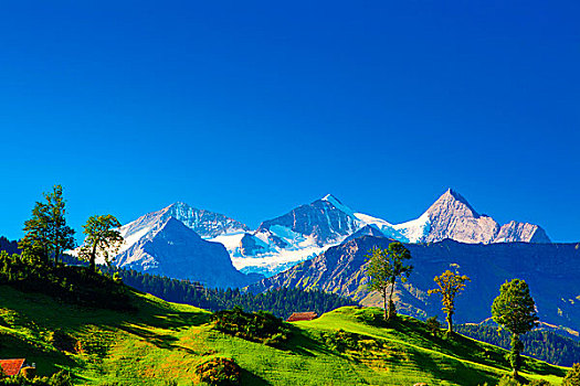 阿尔卑斯山,高山,雪,草,树