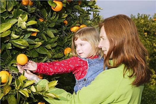 母亲,展示,女儿,橘树,丰收