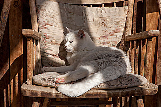 猫,放松,垫子,木椅,靠近,华盛顿