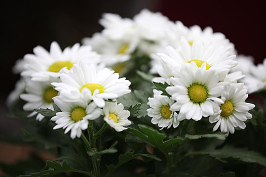 白色,野菊花