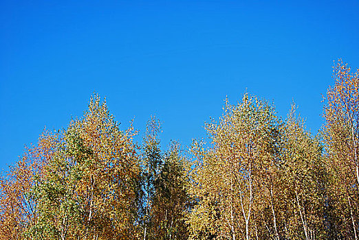 桦树,蓝天