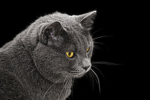 英国短毛猫,猫,后视,黑色背景,背景