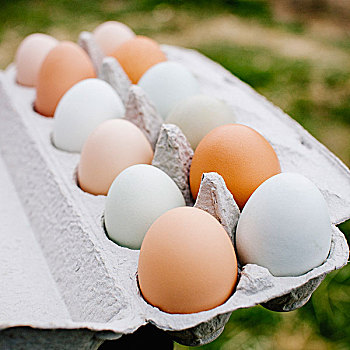 褐色,白色,蛋,鸡蛋格