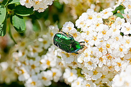 绿色,甲虫