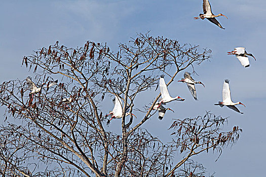 白鹮,美洲白鹮,群,飞起,大沼泽地国家公园,佛罗里达
