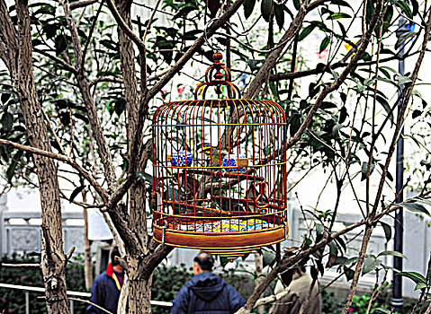 鸟笼,树干,香港