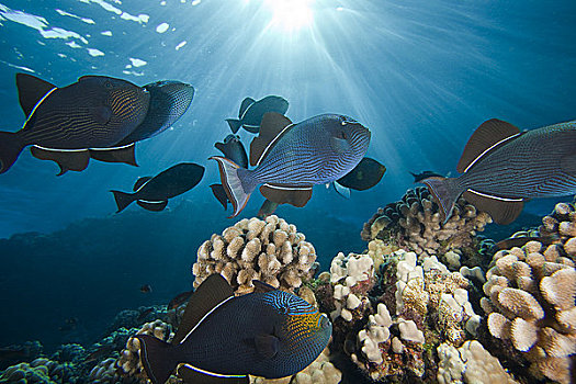 夏威夷,黑色,扳机鱼,尼日尔,大,鱼群,上方,礁石,区域