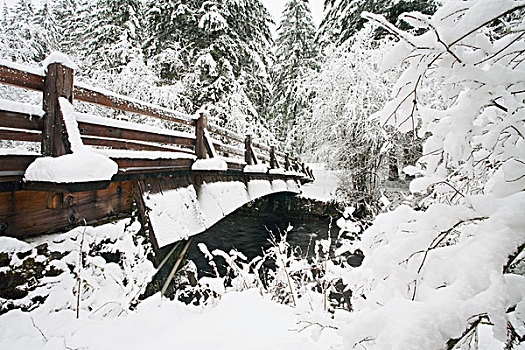 雪,步行桥,树林