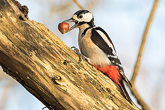 大斑啄木鸟,榛子,黑森州,德国,欧洲