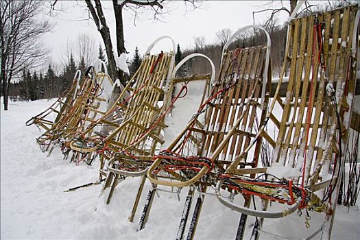 木质,狗,雪撬,站立,排列,加拿大