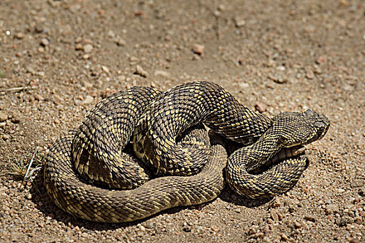莫哈韦沙漠,响尾蛇,靠近,兰卡斯特,加利福尼亚