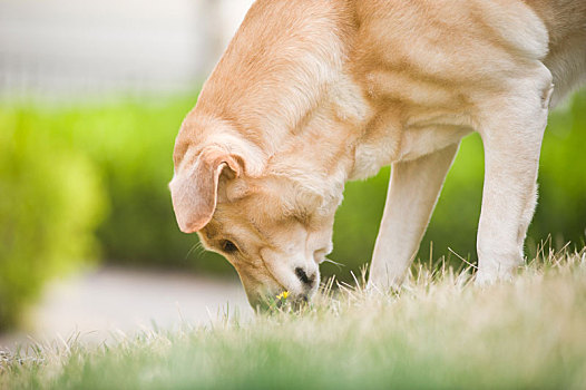 拉布拉多犬