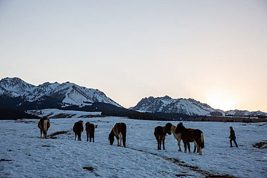 新疆乌鲁木齐南山雪山牧场上的羊群