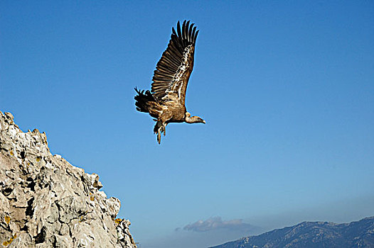 粗毛秃鹫,兀鹫,起飞,石头,卡塞雷斯,安达卢西亚,西班牙