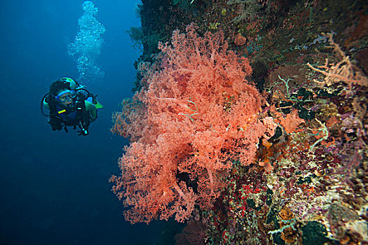 潜水,软珊瑚,宿务岛,菲律宾,太平洋,东南亚
