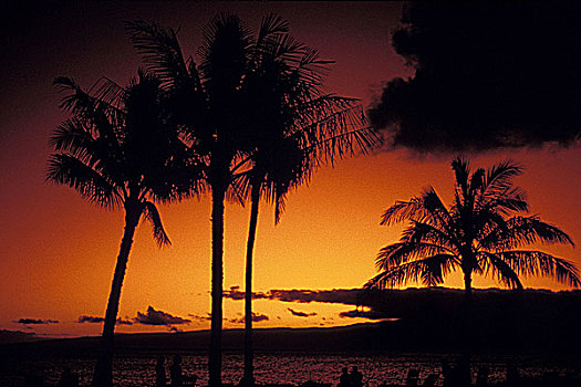 热带,日落,棕榈树