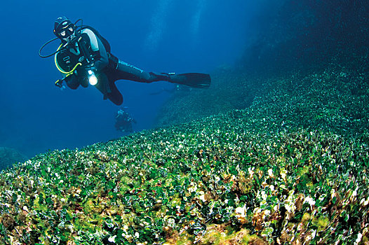 潜水,上方,藻类,草地,科尔丘拉岛,达尔马提亚,克罗地亚,欧洲