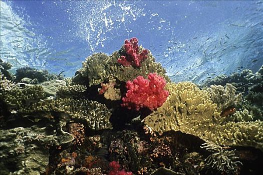 珊瑚礁,软,困难,珊瑚,水下,贝劳