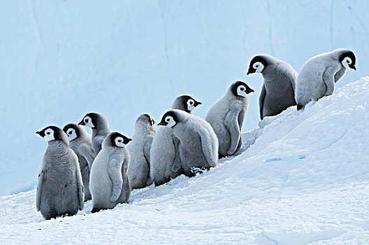 帝企鹅,幼禽,斜坡,湾,东方,南极